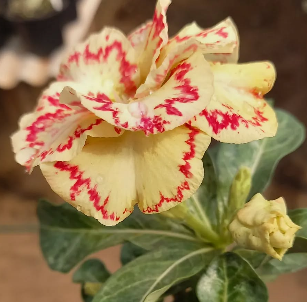 Adenium Randy 6 Seeds