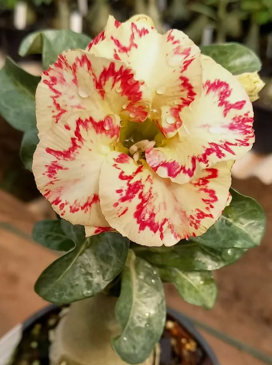 Adenium Randy 6 Seeds