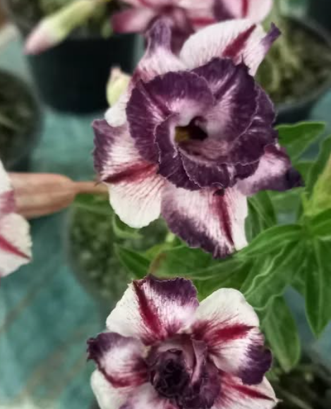 Adenium Legend 6 Seeds