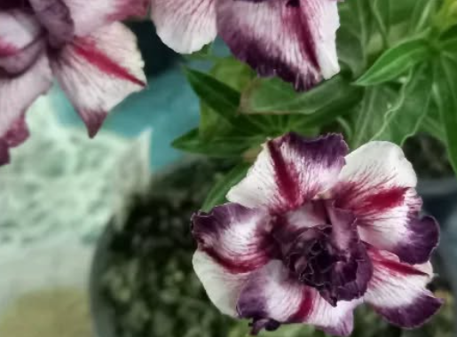 Adenium Legend 6 Seeds