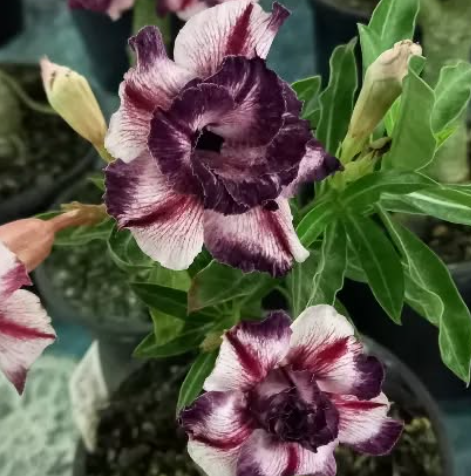 Adenium Legend 6 Seeds
