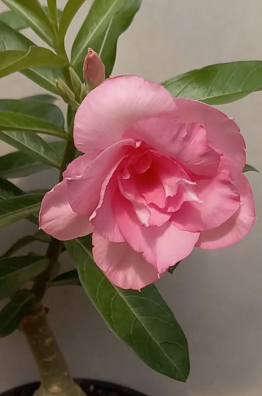 Adenium Rainy Day 6 Seeds
