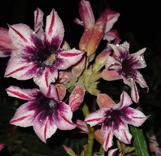 Adenium Evening Breeze 6 Seeds