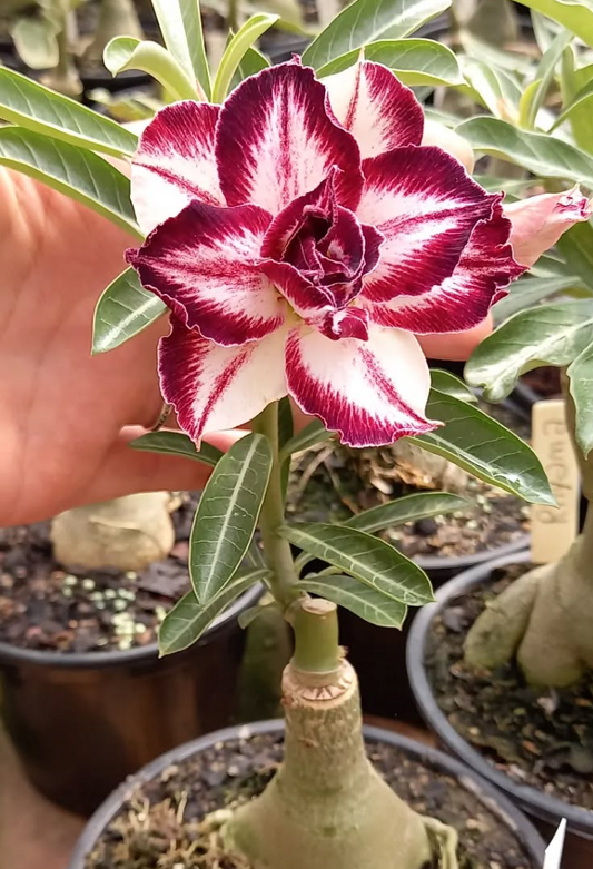 Adenium Rosario 6 Seeds