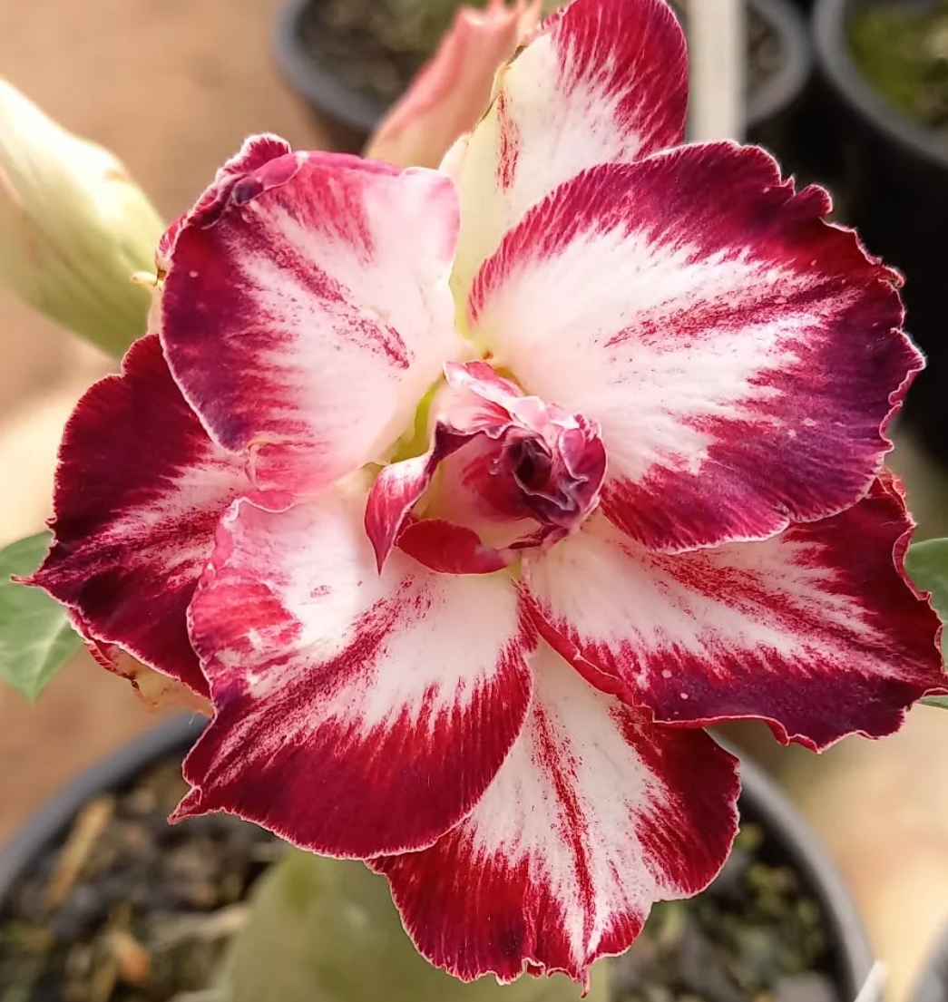 Adenium Rosario 6 Seeds