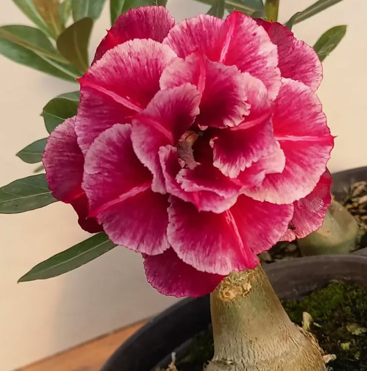 Adenium Aline 6 Seeds