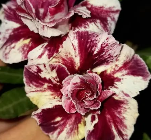 Adenium Maiza 6 Seeds