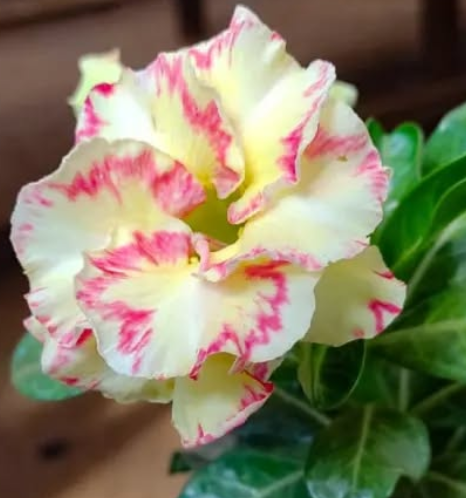 Adenium Long Day 6 Seeds