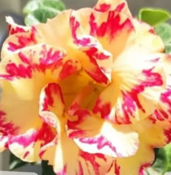 Adenium Long Day 6 Seeds