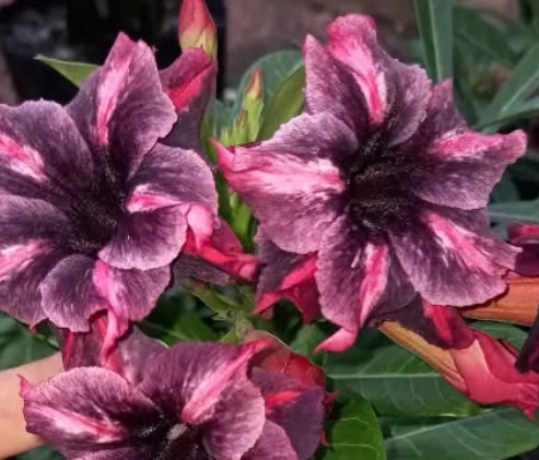 Adenium Paris 6 Seeds
