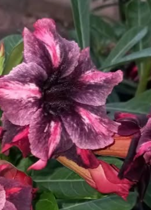 Adenium Paris 6 Seeds