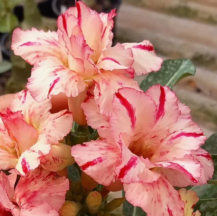 Adenium Ellie 6 Seeds