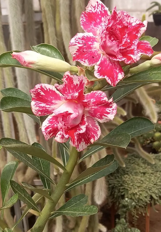 Adenium Vernon 6 Seeds