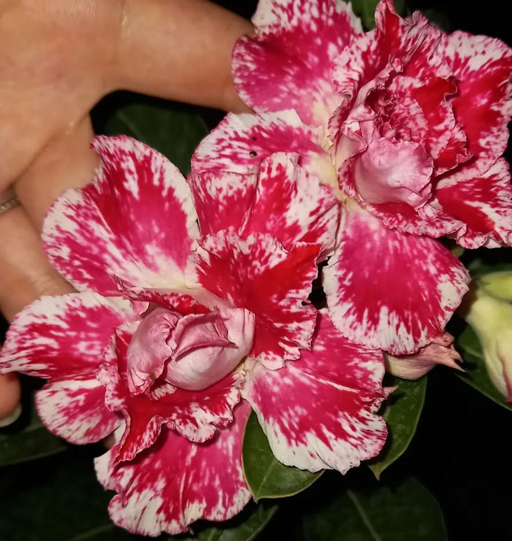 Adenium Vernon 6 Seeds