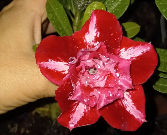 Adenium Liandra 6 Seeds