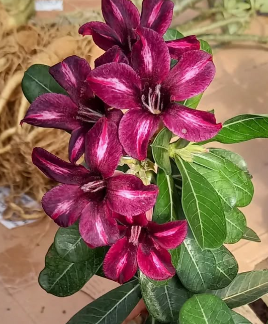 Adenium Carolina 6 Seeds