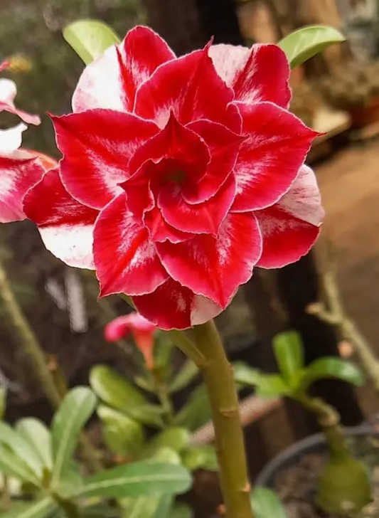 Adenium Kentucky 6 Seeds