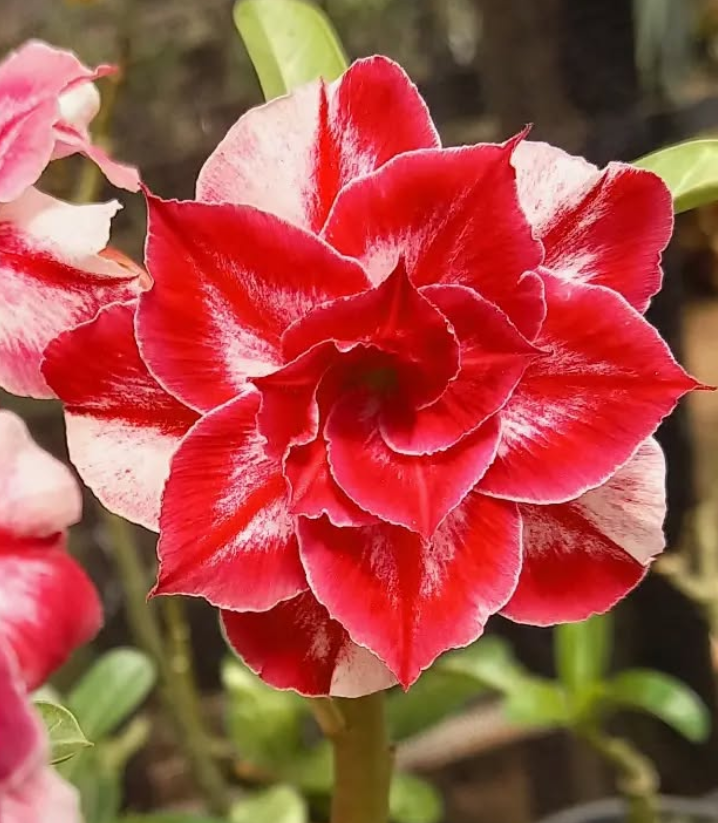 Adenium Kentucky 6 Seeds