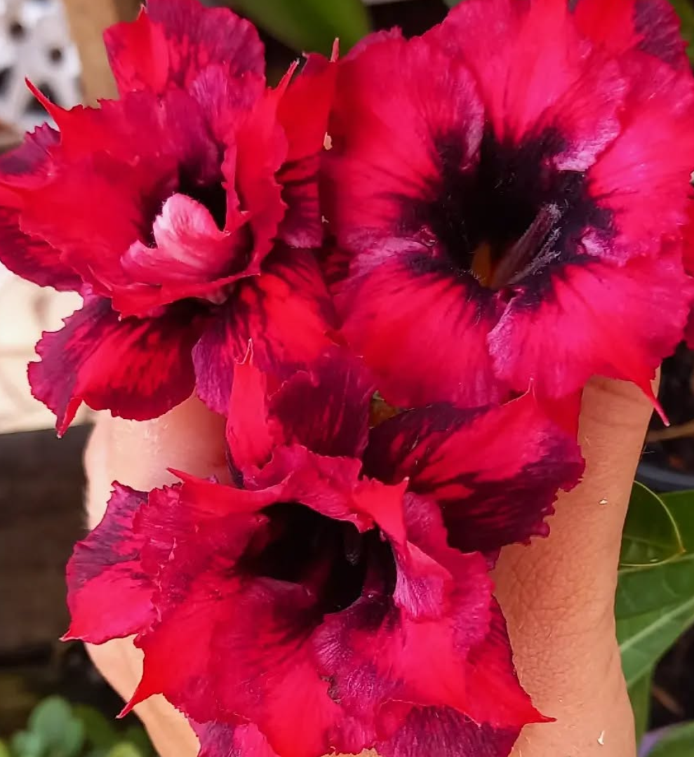 Adenium Charmed 6 Seeds