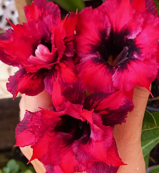 Adenium Charmed 6 Seeds