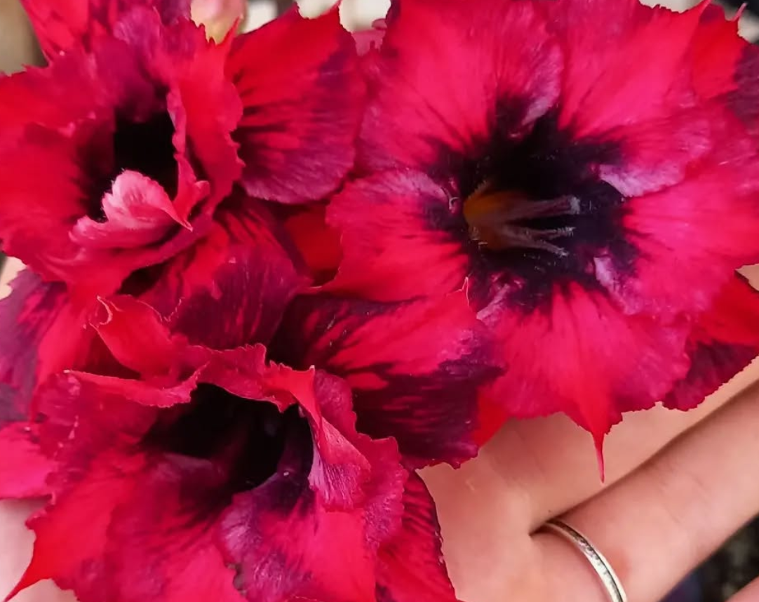 Adenium Charmed 6 Seeds