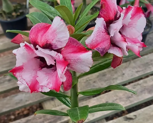Adenium Rosita 6 Seeds