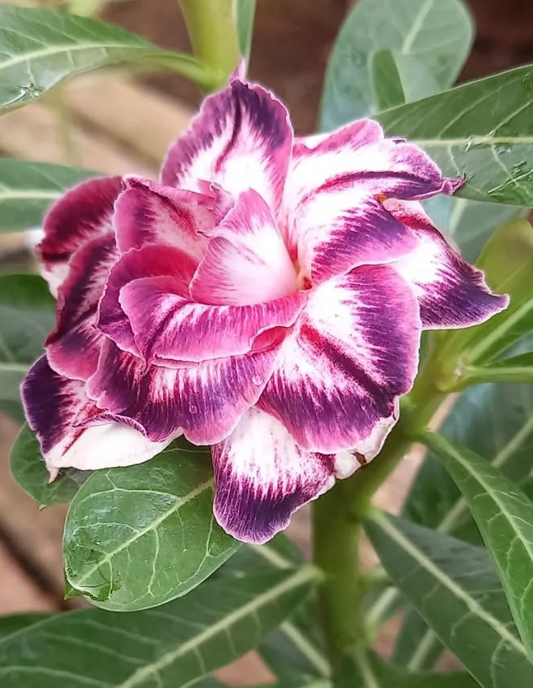 Adenium Sheina 6 Seeds