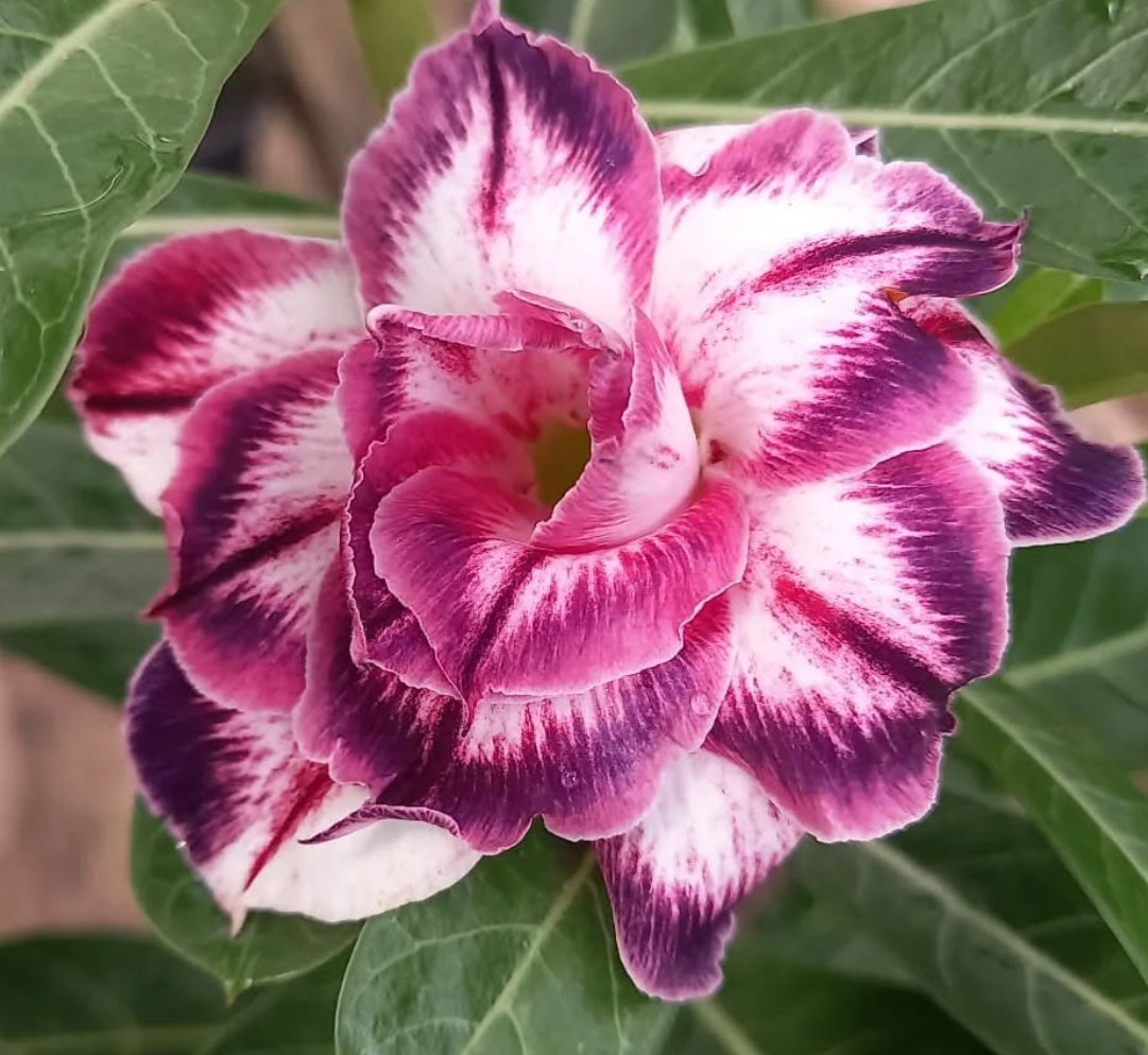 Adenium Sheina 6 Seeds