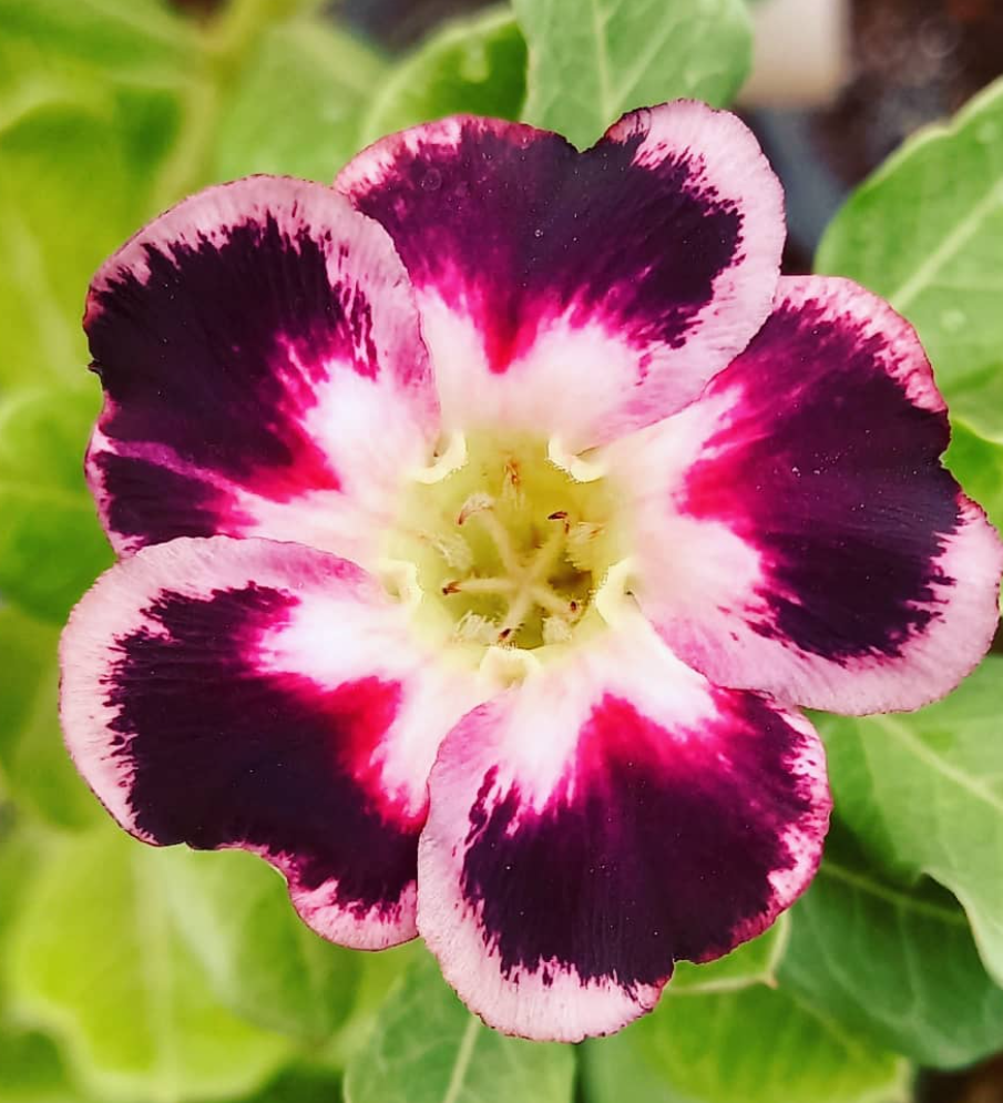 Adenium Black Club 6 Seeds