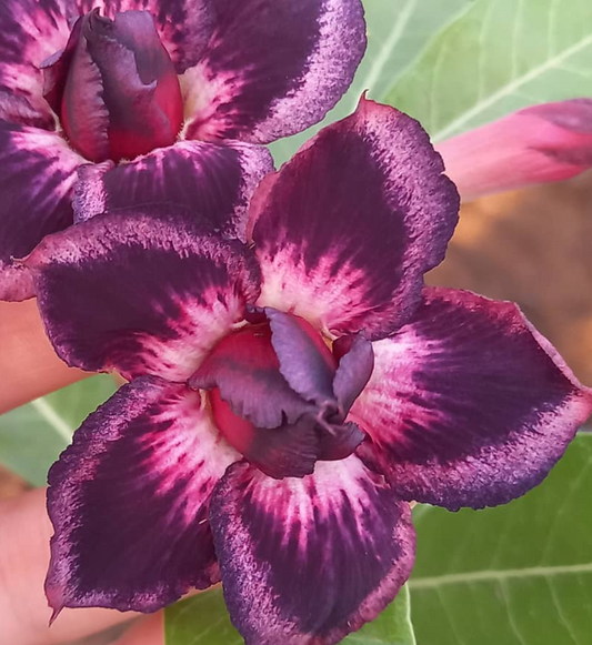 Adenium Teila 6 Seeds