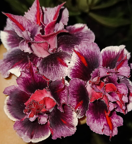 Adenium Blue Boy 6 Seeds