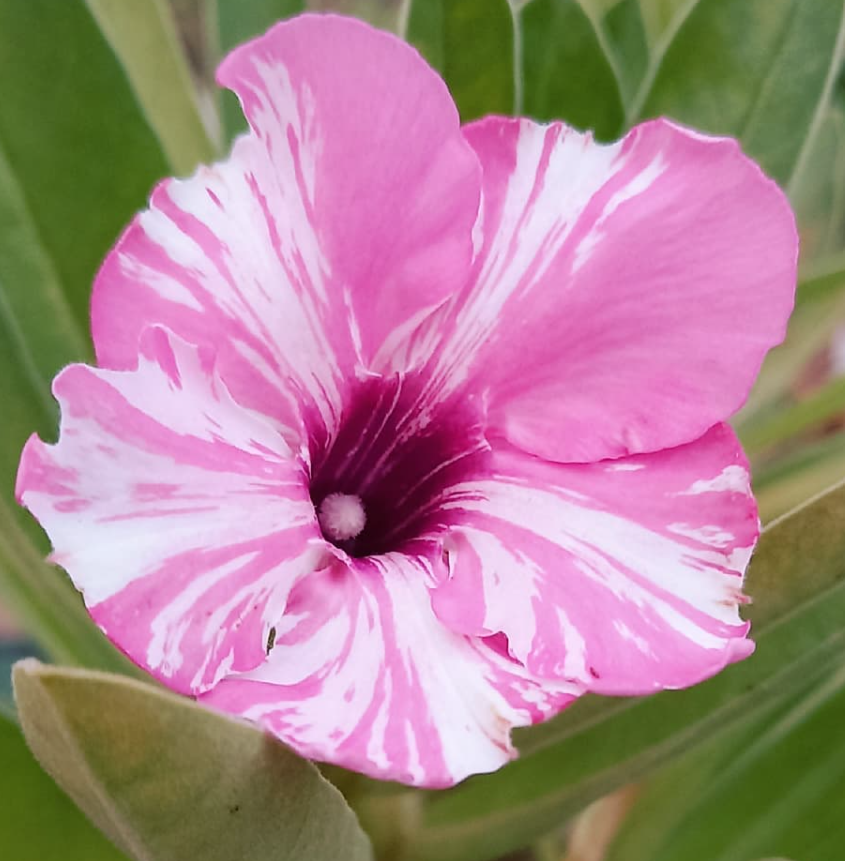 Adenium Cancy Pop 6 Seeds