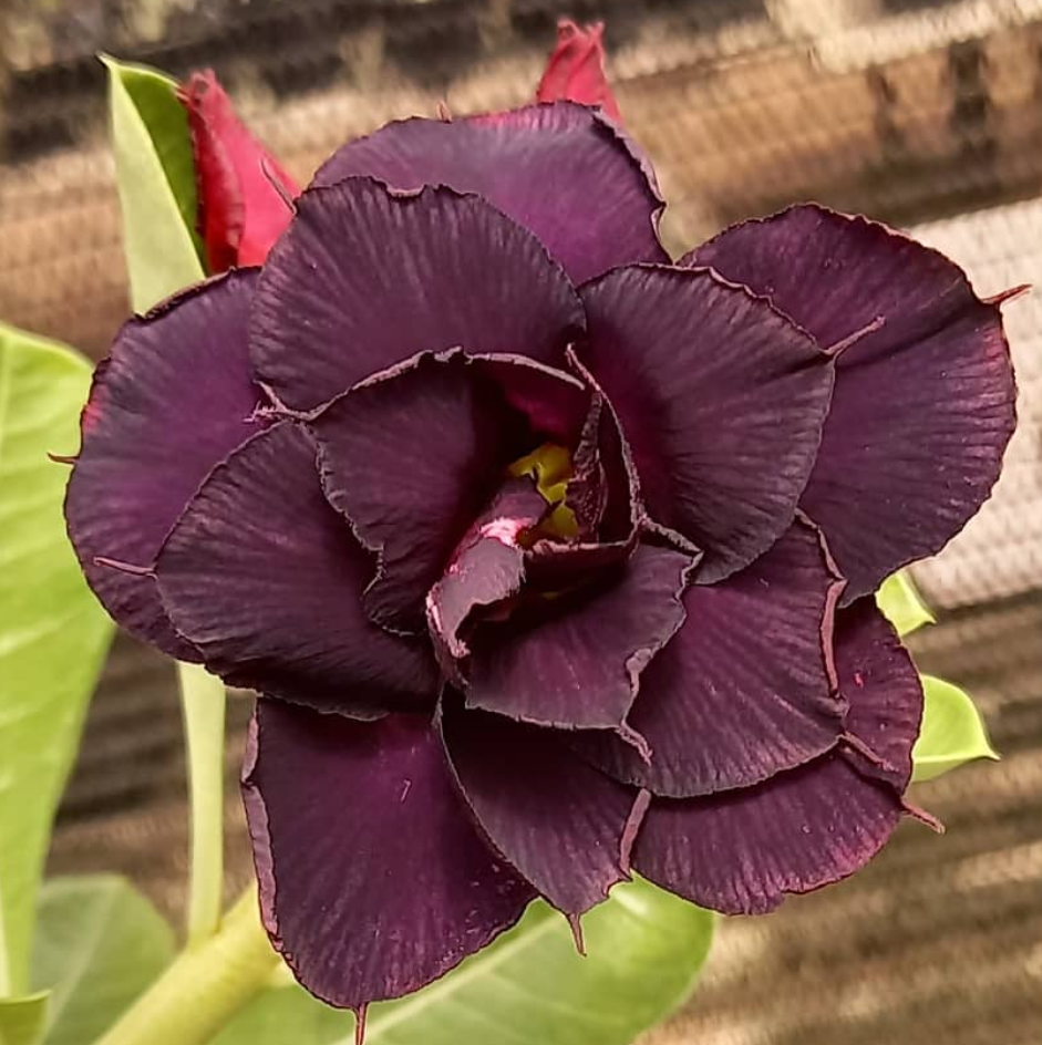 Adenium Midnight 6 Seeds