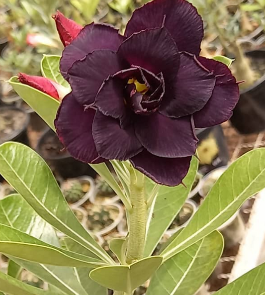 Adenium Midnight 6 Seeds