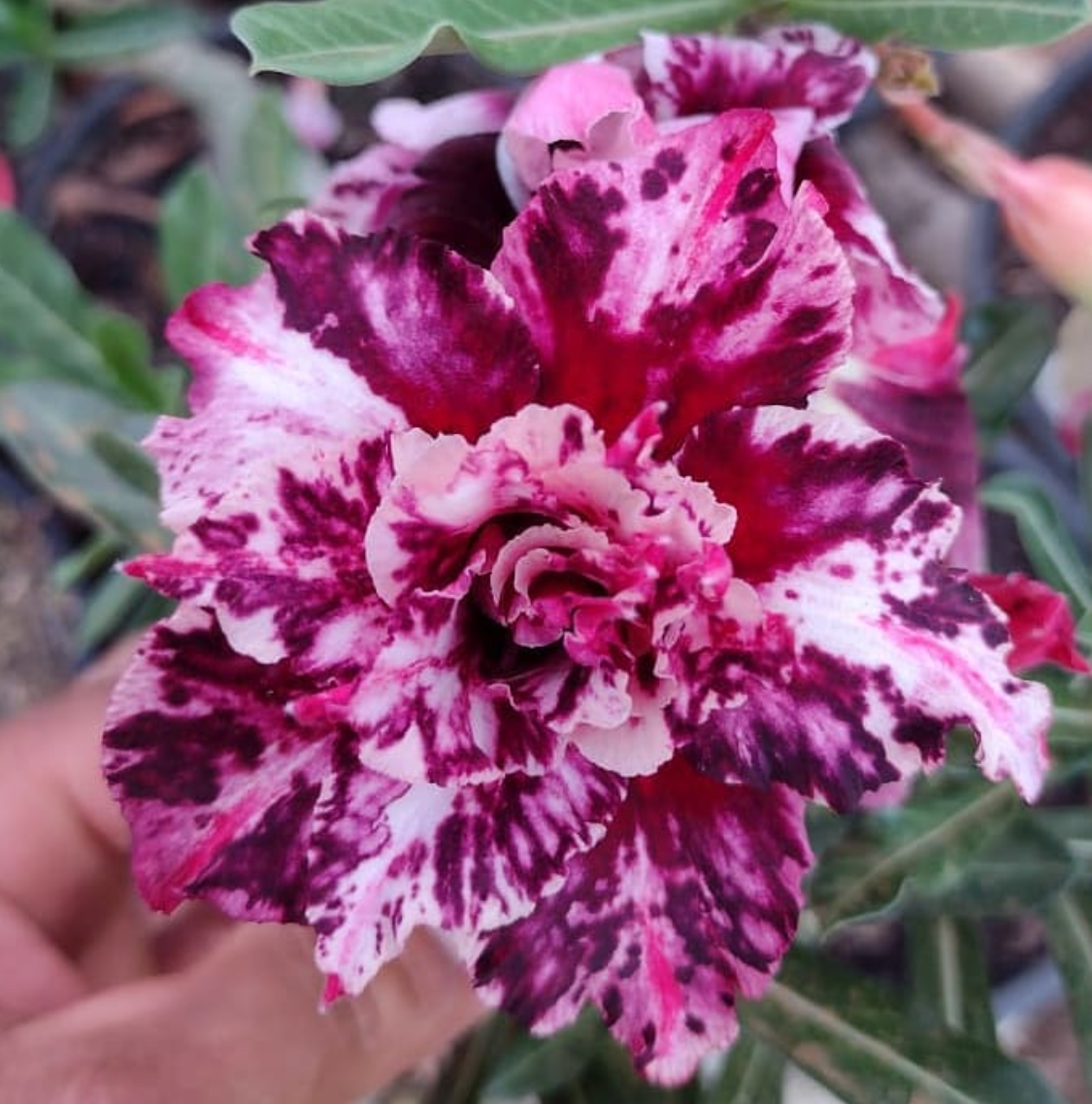 Adenium Toro 6 Seeds