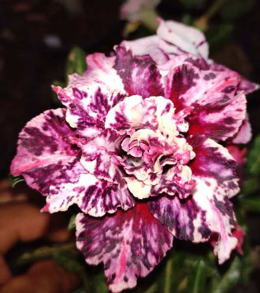 Adenium Toro 6 Seeds
