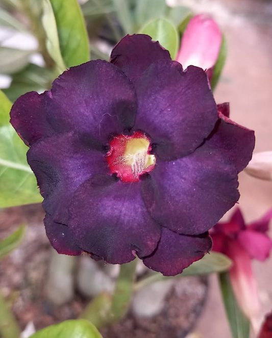 Adenium Boho Dance 6 Seeds