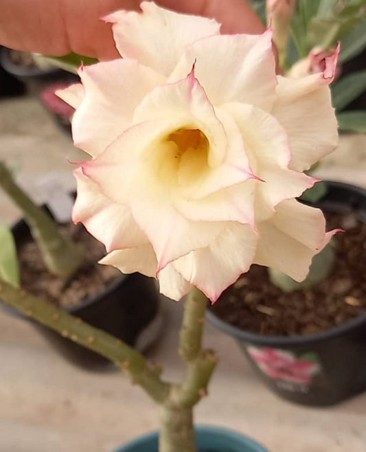 Adenium Sunday 6 Seeds