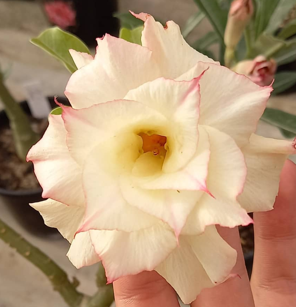 Adenium Sunday 6 Seeds