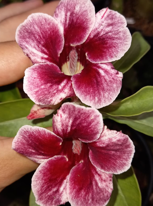 Adenium Priscilla 6 Seeds
