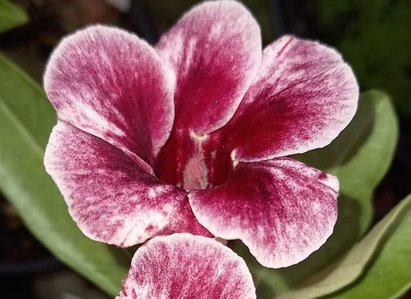 Adenium Priscilla 6 Seeds