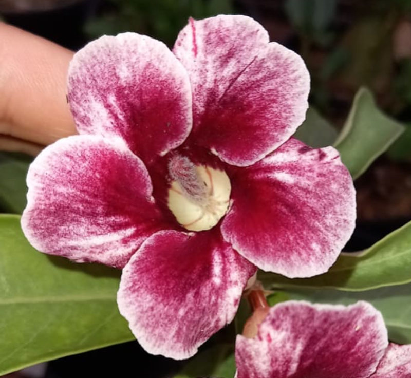 Adenium Priscilla 6 Seeds