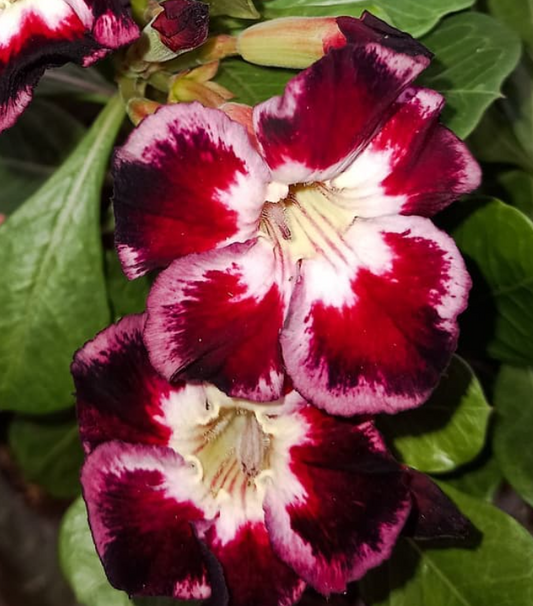 Adenium Black Club 6 Seeds