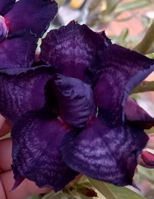Adenium Indigo 6 Seeds