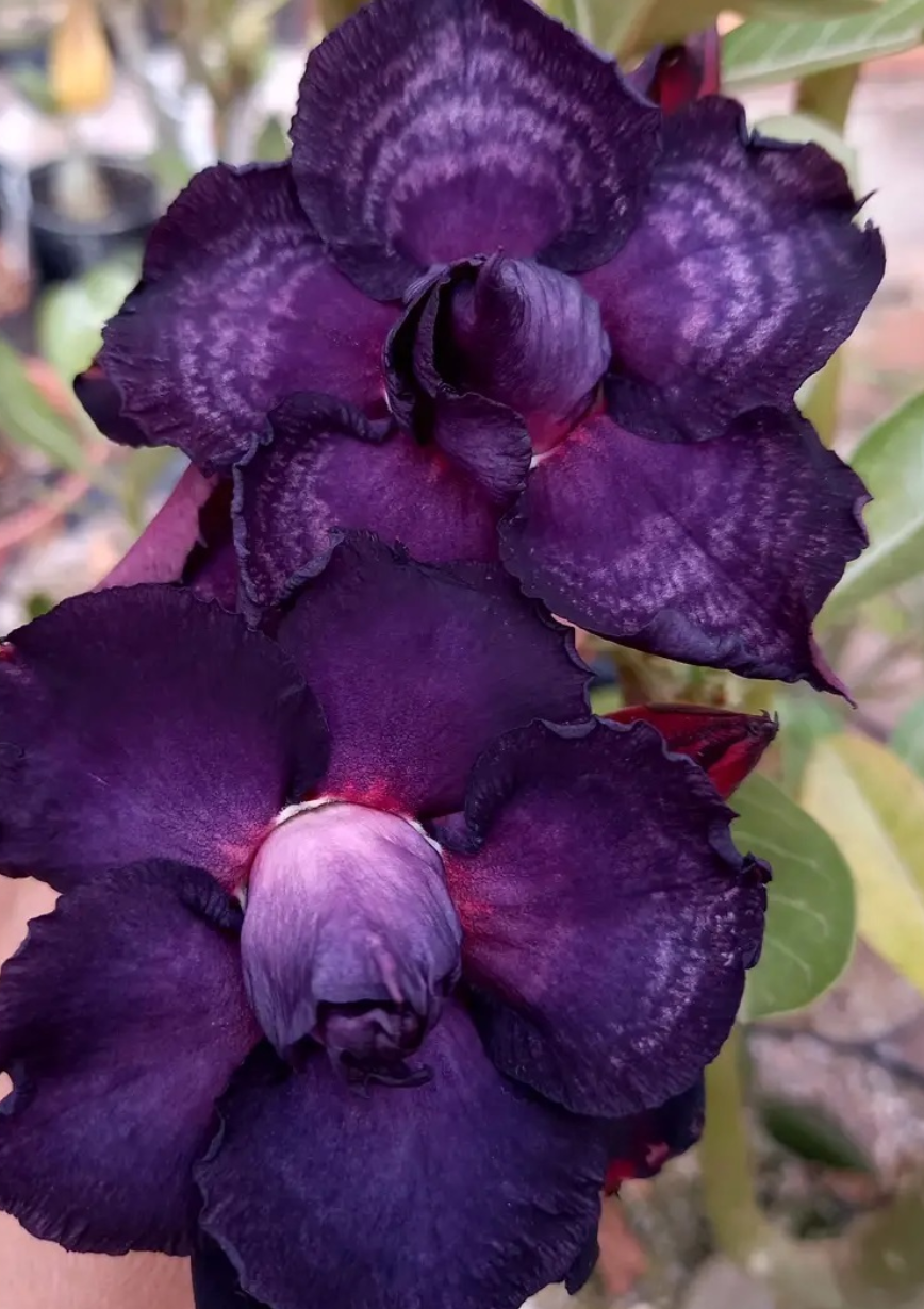 Adenium Indigo 6 Seeds