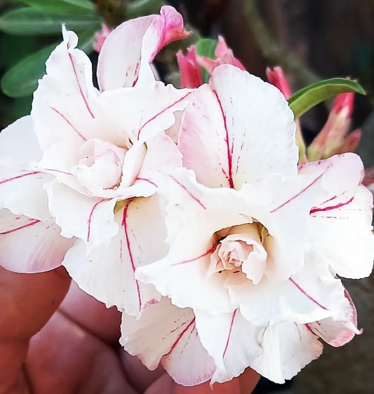 Adenium Russo 6 Seeds