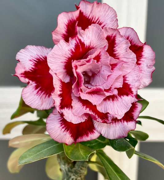 Adenium Yang Ning 6 Seeds