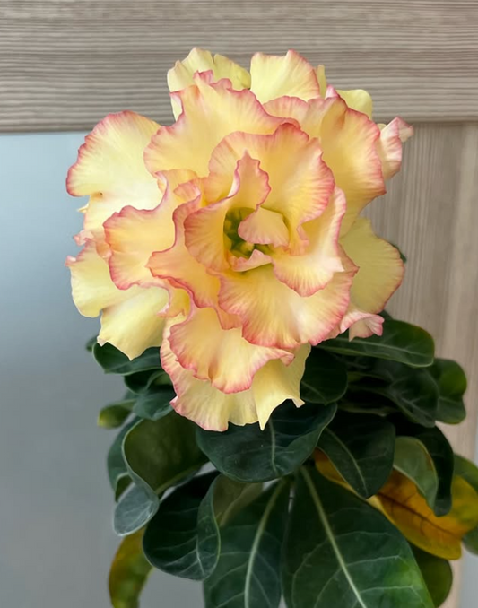 Adenium Grace 6 Seeds
