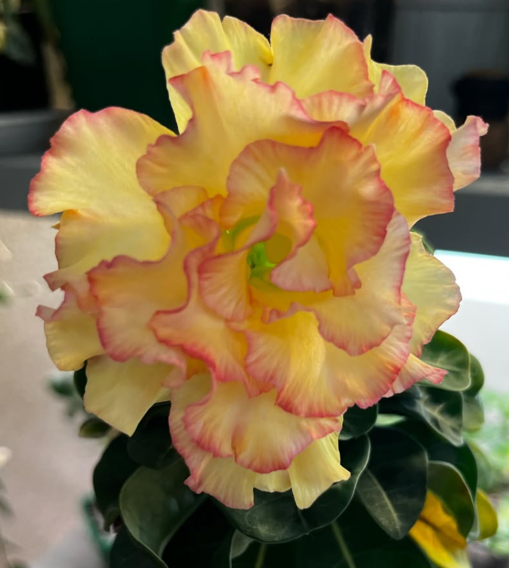 Adenium Grace 6 Seeds