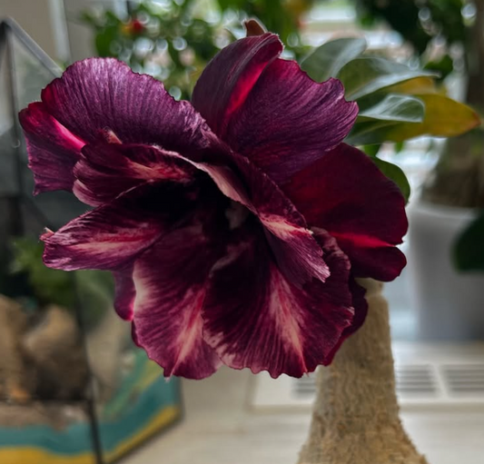 Adenium Trung Tihn 6 Seeds